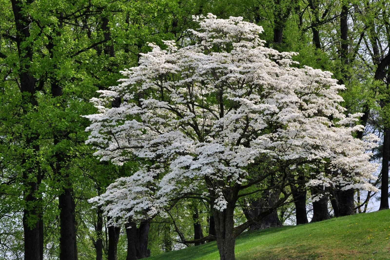 Flowering Dogwood